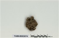藏品(白髮苔屬)的圖片